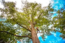 How Our Tree Care Process Works  in Cordova, AK