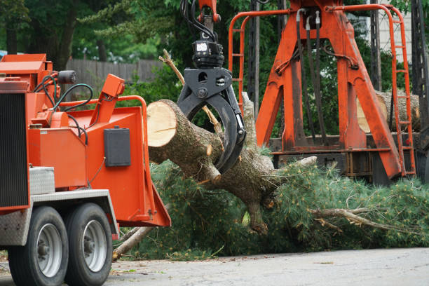 Trusted Cordova, AK Tree Services Experts